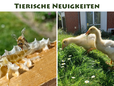 Foto von unseren Bienenvölkern und von jungen Gänsen